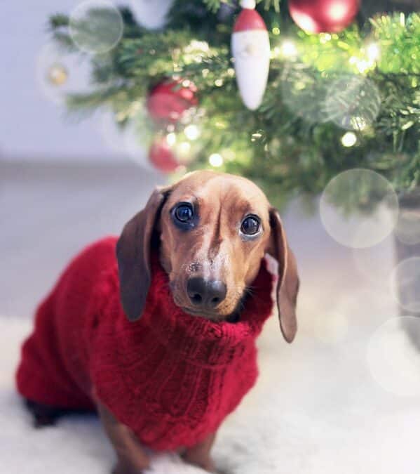 Keep Your Pet Happy And Warm This Winter Holiday
