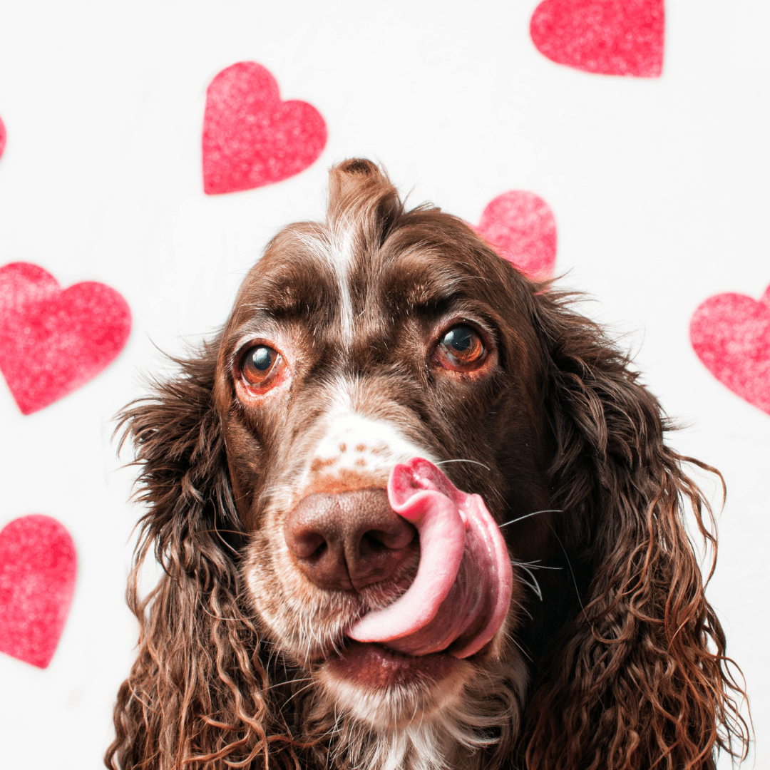 Valentine’s Love for Your Pet: Luxury Grooming and Boarding