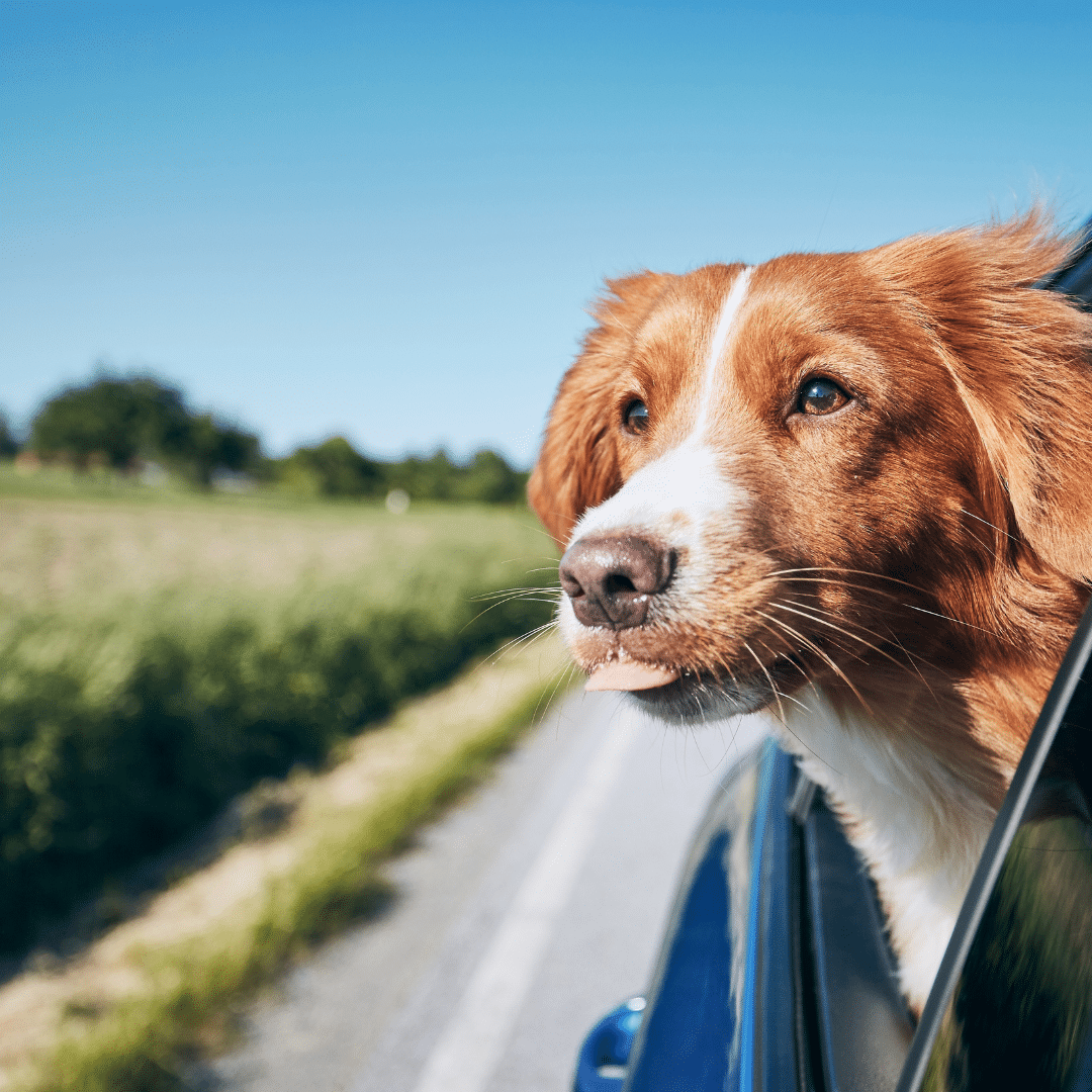 Traveling This Winter? Keep Your Pet Safe with Luxury Boarding