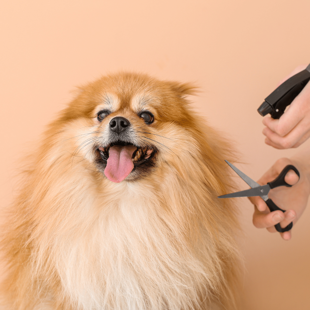 Seasonal Grooming Tips: How to Keep Your Pet’s Coat Fresh and Healthy This Spring