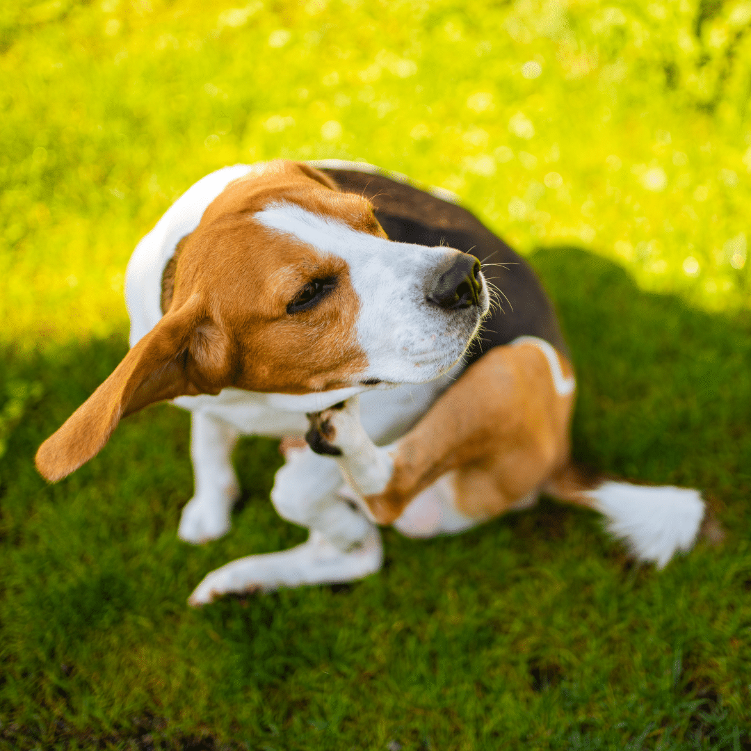 Seasonal Allergies and Your Pet: Tips for Springtime Comfort